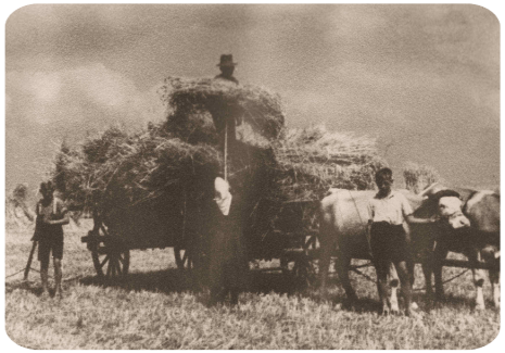 Landwirtschaf Wernges 12